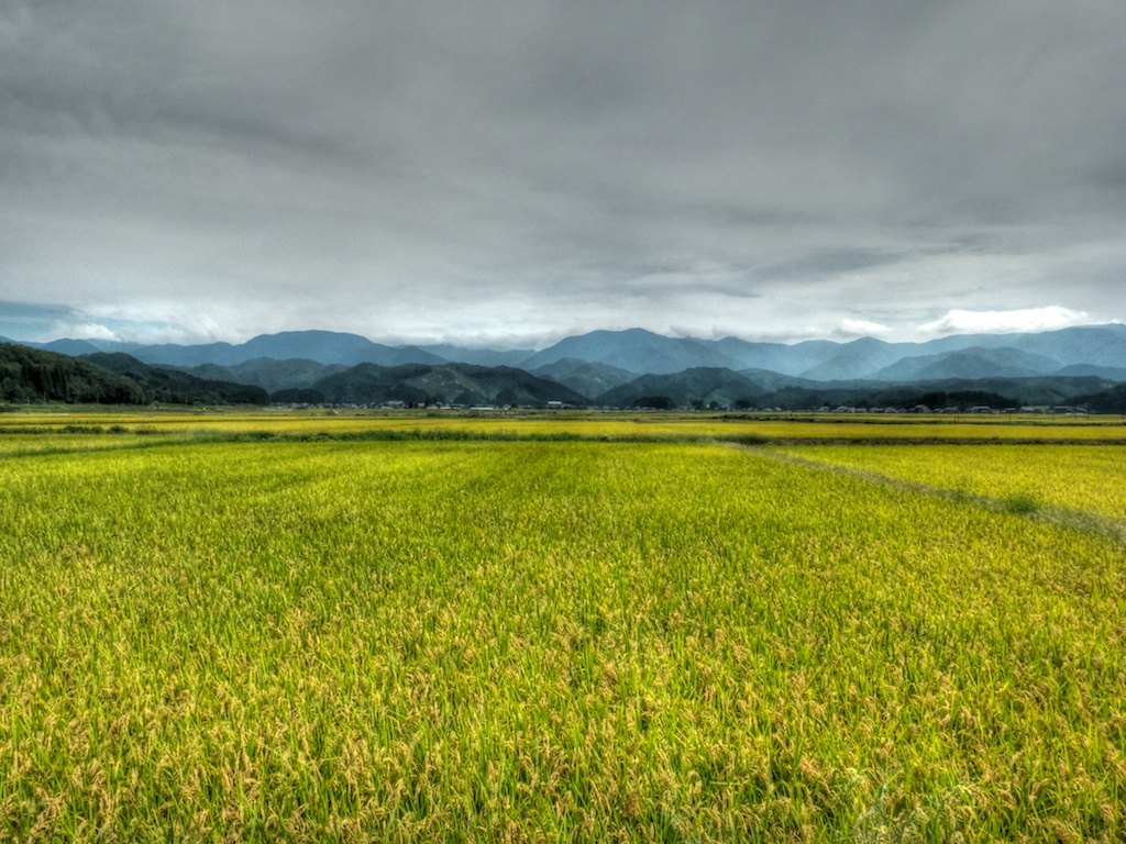 Rice fields in Oga Hanto (1)