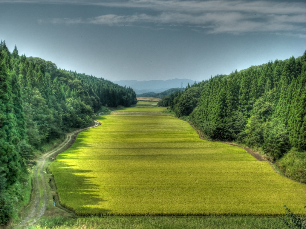 Rice fields in Oga Hanto